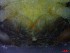  ( - CRDN136)  @11 [ ] Attribution by P. Govender (2021) J.Groeneveld Oceanographic Research Institute