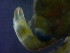  ( - CRDN136)  @11 [ ] Attribution by P. Govender (2021) J.Groeneveld Oceanographic Research Institute