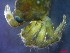  ( - CRDN136)  @11 [ ] Attribution by P. Govender (2021) J.Groeneveld Oceanographic Research Institute