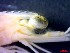  (Penaeus japonicus - CRDN146)  @11 [ ] Attribution by P. Govender (2021) J.Groeneveld Oceanographic Research Institute