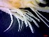  ( - CRDN146)  @11 [ ] Attribution by P. Govender (2021) J.Groeneveld Oceanographic Research Institute
