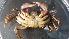  ( - CRDN147)  @11 [ ] Attribution by P. Govender (2021) J.Groeneveld Oceanographic Research Institute