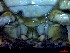  ( - CRDN148)  @11 [ ] Attribution by P. Govender (2021) J.Groeneveld Oceanographic Research Institute