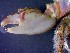  ( - CRDN148)  @11 [ ] Attribution by P. Govender (2021) J.Groeneveld Oceanographic Research Institute