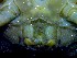  ( - CRDN149)  @11 [ ] Attribution by P. Govender (2021) J.Groeneveld Oceanographic Research Institute