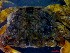  ( - CRDN153)  @11 [ ] Attribution by P. Govender (2021) J.Groeneveld Oceanographic Research Institute