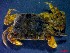  ( - CRDN153)  @11 [ ] Attribution by P. Govender (2021) J.Groeneveld Oceanographic Research Institute