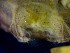  ( - CRDN153)  @11 [ ] Attribution by P. Govender (2021) J.Groeneveld Oceanographic Research Institute