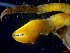  ( - CRDN153)  @11 [ ] Attribution by P. Govender (2021) J.Groeneveld Oceanographic Research Institute