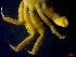  ( - CRDN153)  @11 [ ] Attribution by P. Govender (2021) J.Groeneveld Oceanographic Research Institute