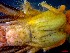  ( - CRDN163)  @11 [ ] Attribution by P. Govender (2021) J.Groeneveld Oceanographic Research Institute