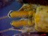  ( - CRDN164)  @11 [ ] Attribution by P. Govender (2021) J.Groeneveld Oceanographic Research Institute