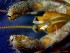  ( - CRDN164)  @11 [ ] Attribution by P. Govender (2021) J.Groeneveld Oceanographic Research Institute