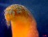  ( - CRDN164)  @11 [ ] Attribution by P. Govender (2021) J.Groeneveld Oceanographic Research Institute