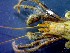  ( - CRDN164)  @11 [ ] Attribution by P. Govender (2021) J.Groeneveld Oceanographic Research Institute