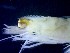  ( - CRDN184)  @11 [ ] Attribution by P. Govender (2021) J.Groeneveld Oceanographic Research Institute
