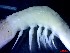  ( - CRDN184)  @11 [ ] Attribution by P. Govender (2021) J.Groeneveld Oceanographic Research Institute