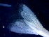  ( - CRDN184)  @11 [ ] Attribution by P. Govender (2021) J.Groeneveld Oceanographic Research Institute