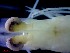  ( - CRDN185)  @11 [ ] Attribution by P. Govender (2021) J.Groeneveld Oceanographic Research Institute