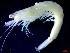  ( - CRDN185)  @11 [ ] Attribution by P. Govender (2021) J.Groeneveld Oceanographic Research Institute