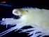  ( - CRDN185)  @11 [ ] Attribution by P. Govender (2021) J.Groeneveld Oceanographic Research Institute