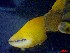  ( - CRDN21)  @11 [ ] Attribution by P. Govender (2021) J.Groeneveld Oceanographic Research Institute