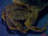  ( - CRDN21)  @11 [ ] Attribution by P. Govender (2021) J.Groeneveld Oceanographic Research Institute