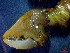  ( - CRDN27)  @11 [ ] Attribution by P. Govender (2021) J.Groeneveld Oceanographic Research Institute