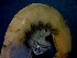  ( - CRDN33)  @11 [ ] Attribution by P. Govender (2021) J.Groeneveld Oceanographic Research Institute