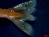  ( - CRDN33)  @11 [ ] Attribution by P. Govender (2021) J.Groeneveld Oceanographic Research Institute