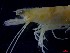  ( - CRDN35)  @11 [ ] Attribution by P. Govender (2021) J.Groeneveld Oceanographic Research Institute