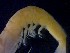  ( - CRDN35)  @11 [ ] Attribution by P. Govender (2021) J.Groeneveld Oceanographic Research Institute