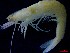  ( - CRDN36)  @11 [ ] Attribution by P. Govender (2021) J.Groeneveld Oceanographic Research Institute