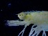  ( - CRDN36)  @11 [ ] Attribution by P. Govender (2021) J.Groeneveld Oceanographic Research Institute