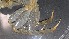  ( - CRDN37)  @11 [ ] Attribution by P. Govender (2021) J.Groeneveld Oceanographic Research Institute