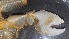  ( - CRDN38)  @11 [ ] Attribution by P. Govender (2021) J.Groeneveld Oceanographic Research Institute