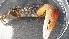  ( - CRDN46)  @11 [ ] Attribution by P. Govender (2021) J.Groeneveld Oceanographic Research Institute