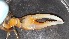  ( - CRDN46)  @11 [ ] Attribution by P. Govender (2021) J.Groeneveld Oceanographic Research Institute