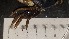  ( - CRDN46)  @11 [ ] Attribution by P. Govender (2021) J.Groeneveld Oceanographic Research Institute