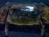  (Austruca occidentalis - CRDN48)  @11 [ ] Attribution by P. Govender (2021) J.Groeneveld Oceanographic Research Institute
