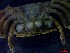  ( - CRDN48)  @11 [ ] Attribution by P. Govender (2021) J.Groeneveld Oceanographic Research Institute