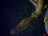  ( - CRDN48)  @11 [ ] Attribution by P. Govender (2021) J.Groeneveld Oceanographic Research Institute