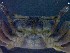  ( - CRDN49)  @11 [ ] Attribution by P. Govender (2021) J.Groeneveld Oceanographic Research Institute