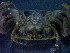 ( - CRDN50)  @11 [ ] Attribution by P. Govender (2021) J.Groeneveld Oceanographic Research Institute