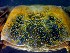  ( - CRDN51)  @11 [ ] Attribution by P. Govender (2021) J.Groeneveld Oceanographic Research Institute