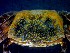  ( - CRDN51)  @11 [ ] Attribution by P. Govender (2021) J.Groeneveld Oceanographic Research Institute