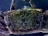  ( - CRDN53)  @11 [ ] Attribution by P. Govender (2021) J.Groeneveld Oceanographic Research Institute