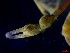  ( - CRDN56)  @11 [ ] Attribution by P. Govender (2021) J.Groeneveld Oceanographic Research Institute