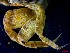  ( - CRDN56)  @11 [ ] Attribution by P. Govender (2021) J.Groeneveld Oceanographic Research Institute