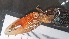  ( - CRDN58)  @11 [ ] Attribution by P. Govender (2021) J.Groeneveld Oceanographic Research Institute